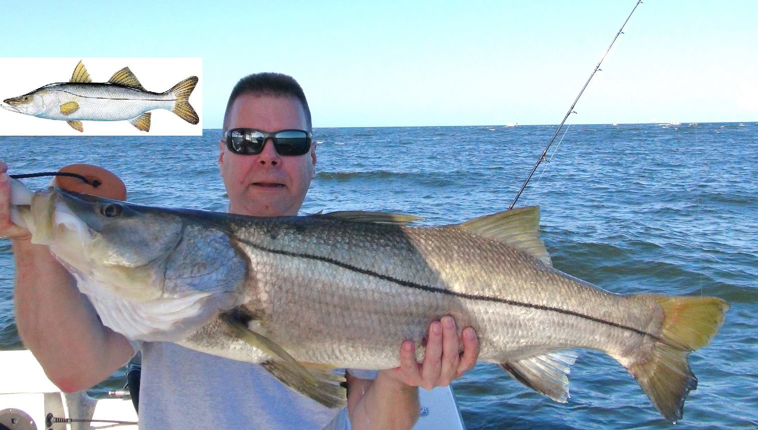 Capt. Matt Budd, A chunky snook for @amypeduto #fishing #outdoors #snook  #soflo #saltwater #linesider #lunker #fish #pesca #robalo #charterfishing  #ocea