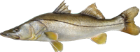 snooker fish image